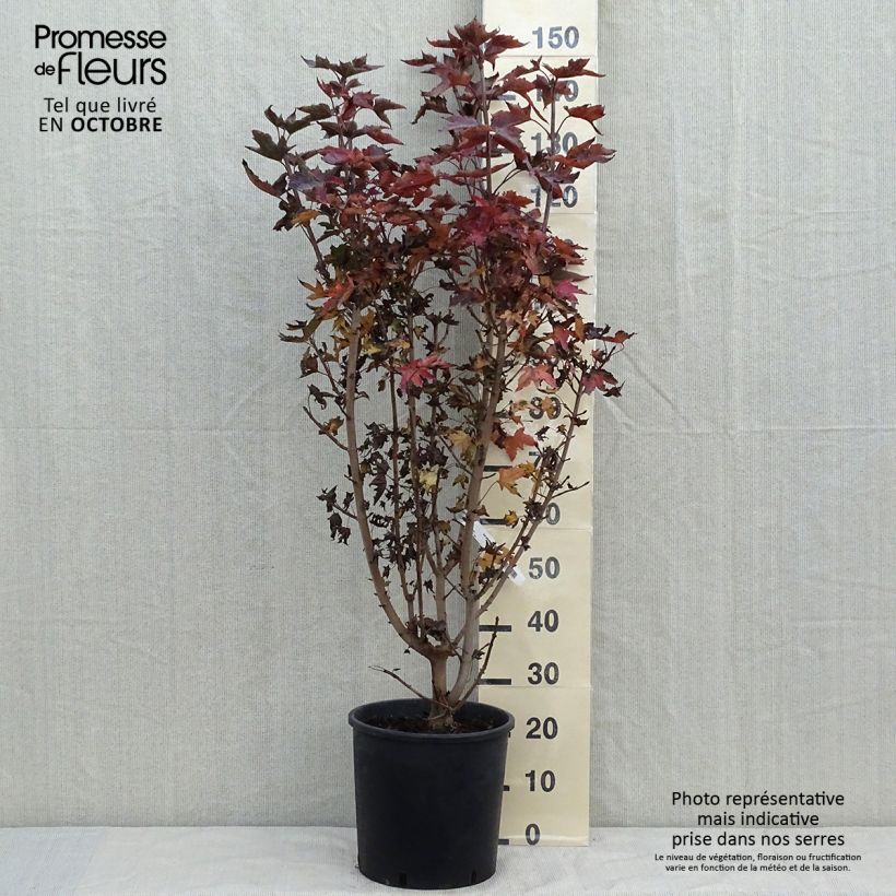 Exemplar von Spitz-Ahorn Crimson Sentry - Acer platanoides Topf mit 12L/15L wie im Herbst geliefert