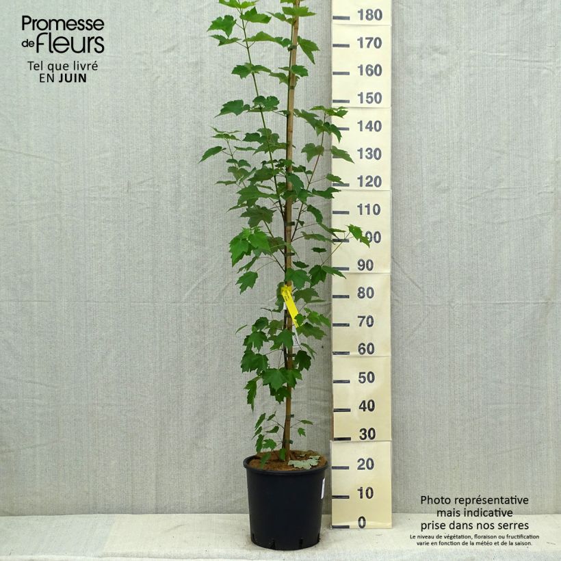 Exemplar von Rot-Ahorn Fairview Flame - Acer rubrum Topf mit 12L/15L wie im Sommer geliefert
