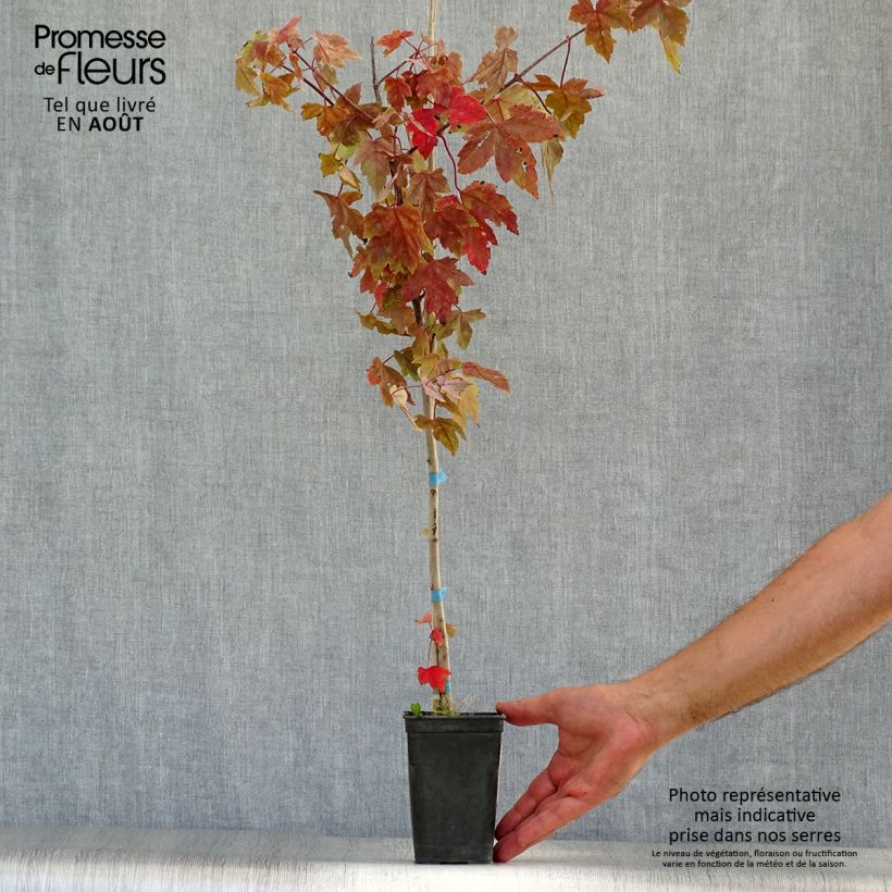 Exemplar von Rot-Ahorn Redpointe - Acer rubrum Topf mit 1L/1,5L wie im Sommer geliefert