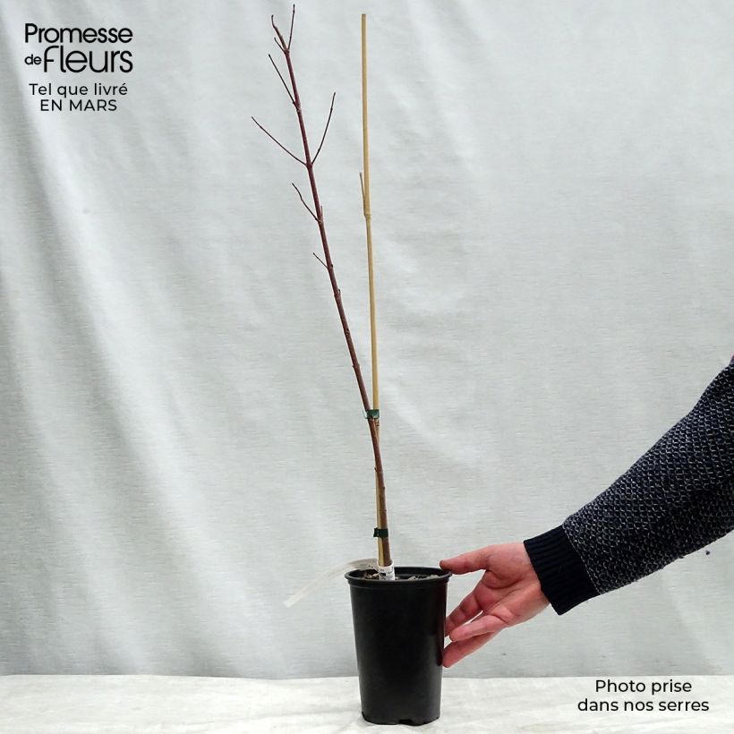 Exemplar von Rot-Ahorn Redpointe - Acer rubrum Topf mit 1L/1,5L wie im Winter geliefert