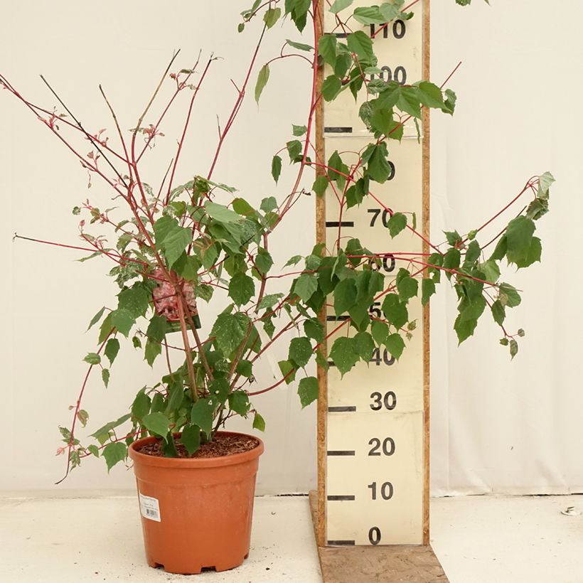 Exemplar von Strauchahorn Red Flamingo - Acer conspicuum Topf mit 7,5L/10L wie im Frühjahr geliefert