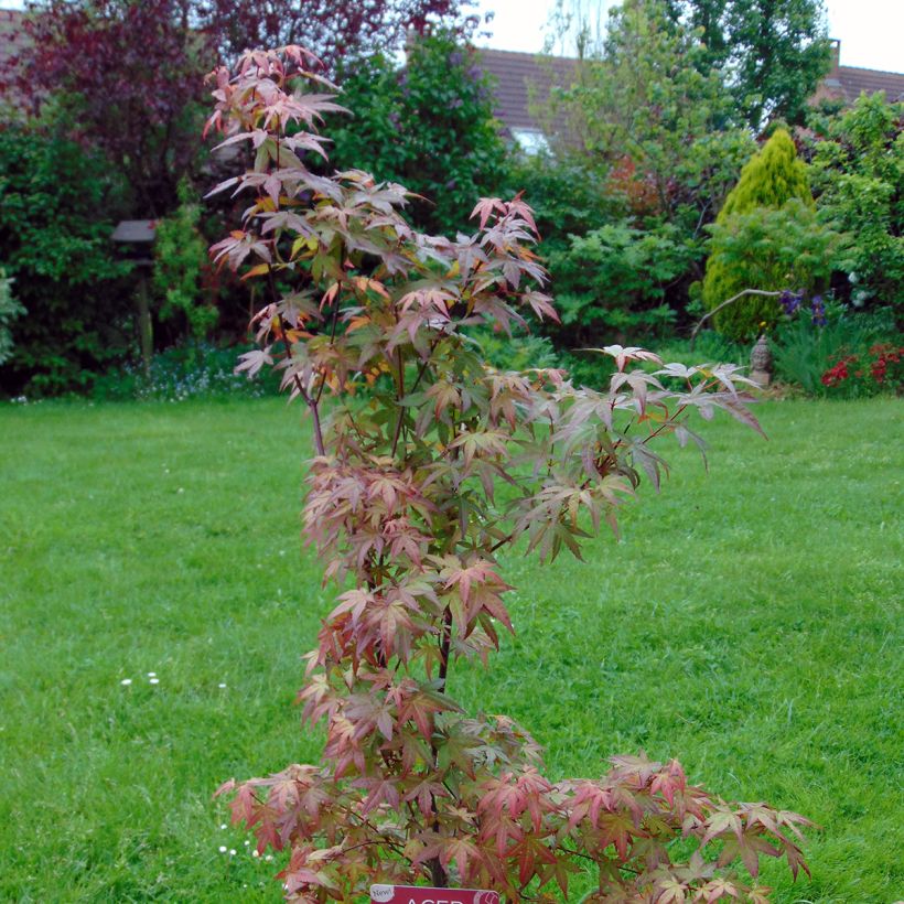 Fächerahorn Redwine - Acer palmatum (Hafen)