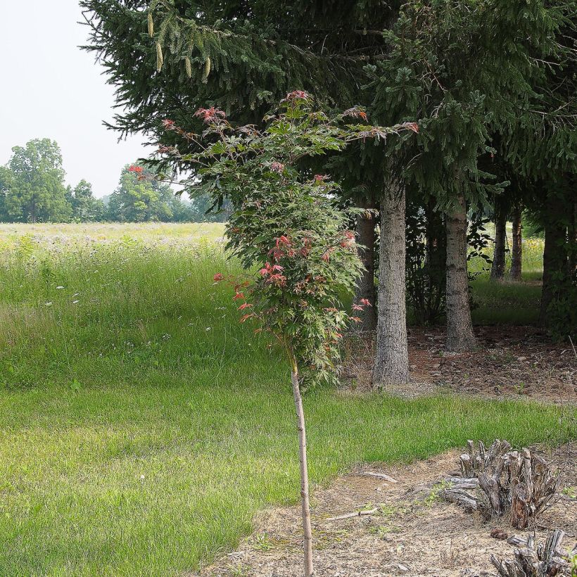 Ahorn North Wind - Acer pseudosieboldianum (Hafen)