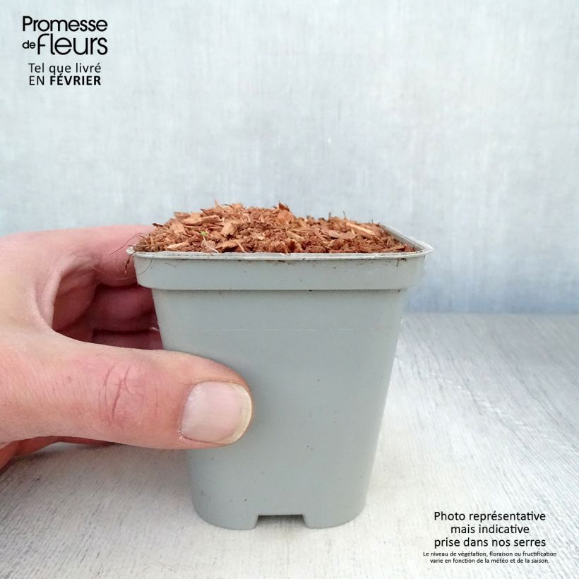 Exemplar von Liebstöckel - Levisticum officinale Kleine Töpfe von 8/9 cm wie im Winter geliefert