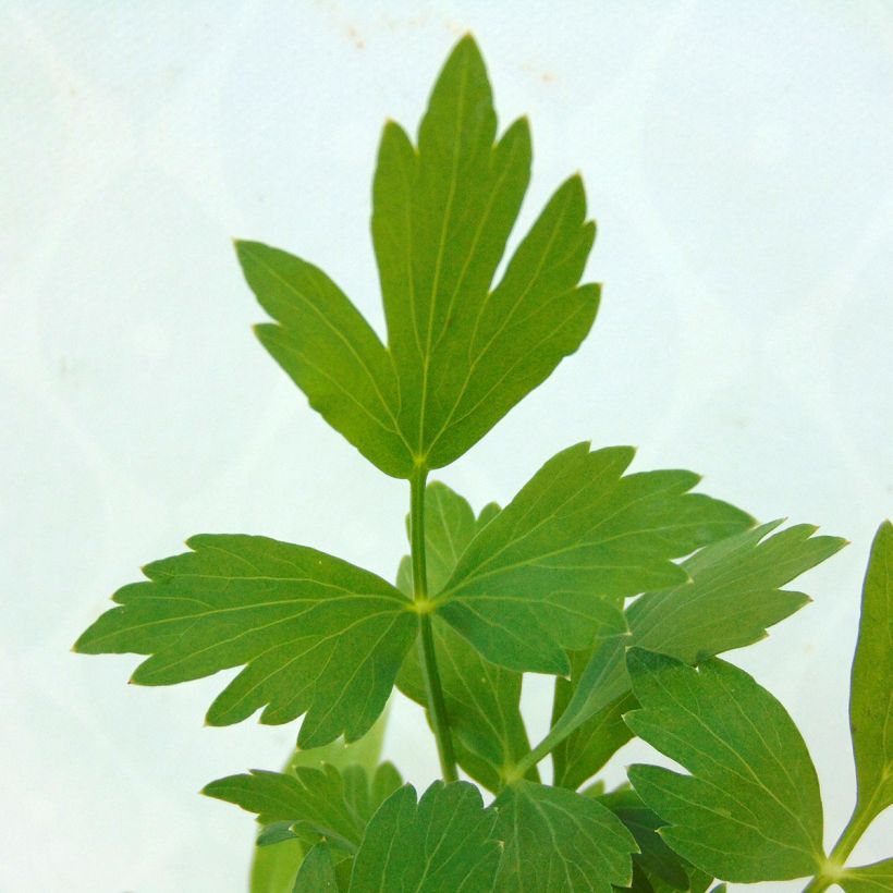 Liebstöckel - Levisticum officinale (Laub)