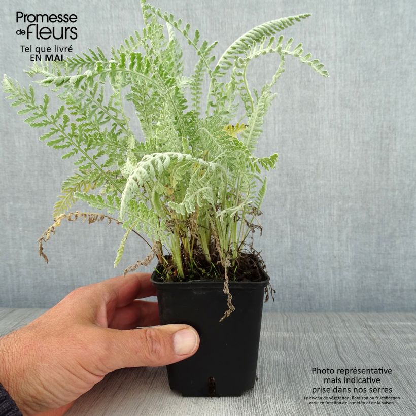 Exemplar von Achillea clypeolata - Goldquirl-Garbe Kleine Töpfe von 8/9 cm wie im Frühjahr geliefert