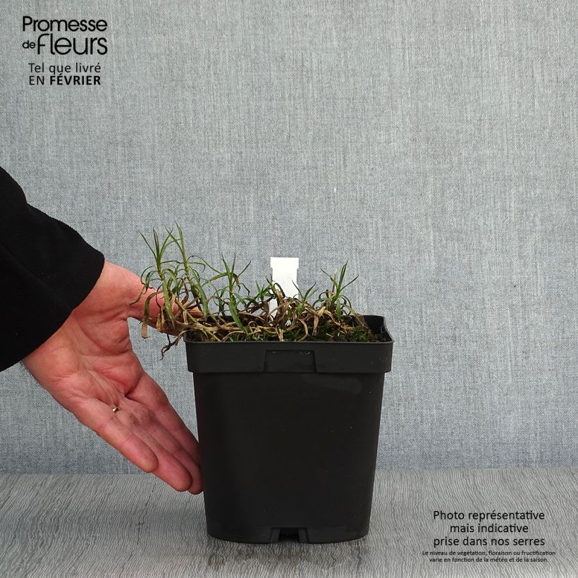 Exemplar von Achillea ptarmica Boule de Neige - Sumpf-Schafgarbe Topf mit 2L/3L wie im Winter geliefert