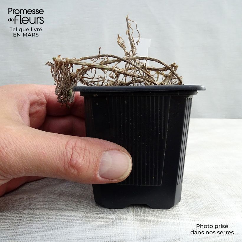 Exemplar von Achillea umbellata - Griechische Silber-Garbe Kleine Töpfe von 8/9 cm wie im Frühjahr geliefert