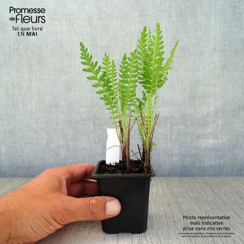 Exemplar von Achillea filipendulina Parker's Variety - Hohe Gelbe Schafgarbe Kleine Töpfe von 8/9 cm wie im Frühjahr geliefert