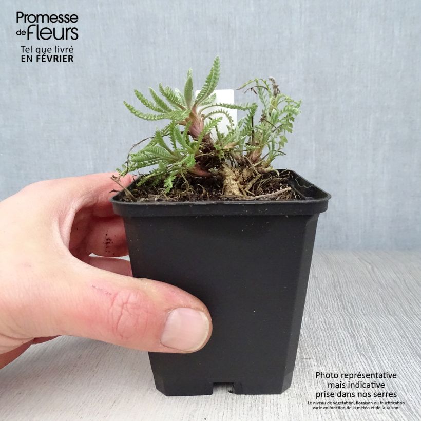 Exemplar von Achillea Coronation Gold - Filzige Schafgarbe Kleine Töpfe von 8/9 cm wie im Winter geliefert