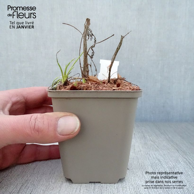 Exemplar von Achillea Credo - Filzige Schafgarbe Kleine Töpfe von 8/9 cm wie im Winter geliefert