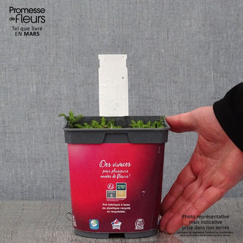 Exemplar von Achillea millefolium Desert Eve Red - Gemeine Schafgarbe Topf mit 2L/3L wie im Winter geliefert