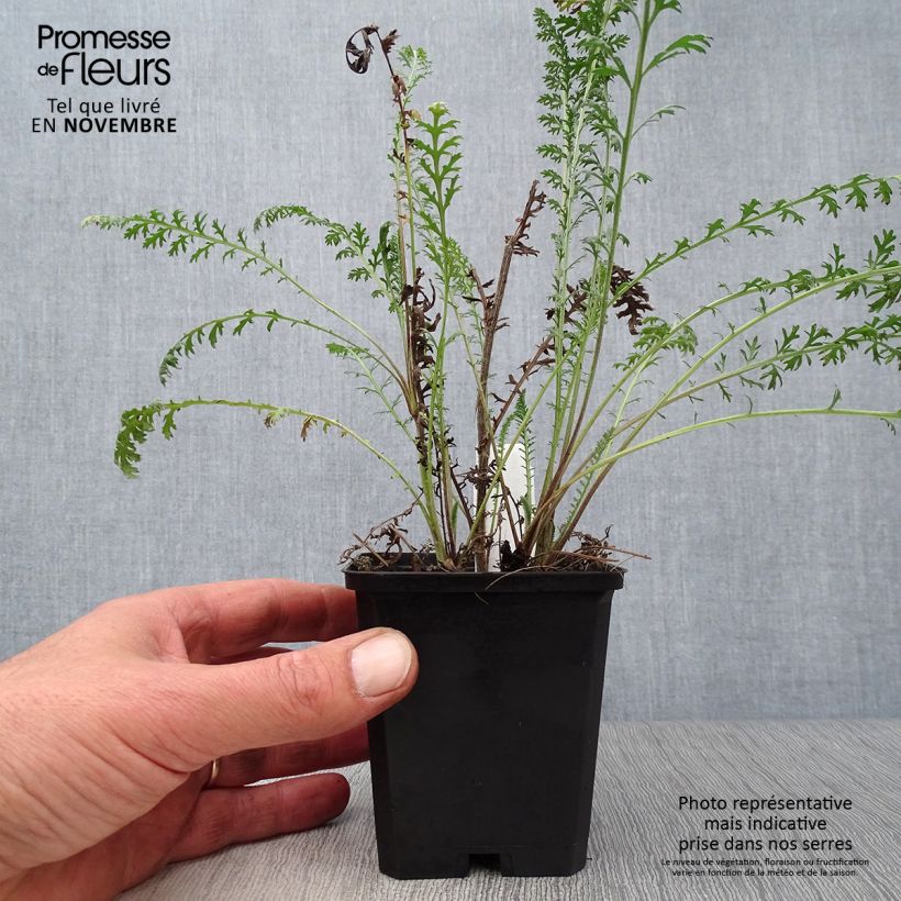 Exemplar von Achillea millefolium Walter Funcke - Gemeine Schafgarbe Kleine Töpfe von 8/9 cm wie im Herbst geliefert