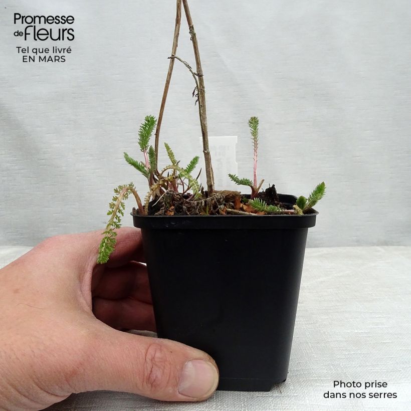 Exemplar von Achillea filipendulina Helios - Hohe Gelbe Schafgarbe Kleine Töpfe von 8/9 cm wie im Frühjahr geliefert