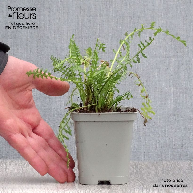 Exemplar von Achillea fillipendulina Cloth of Gold - Hohe Gelbe Schafgarbe Kleine Töpfe von 8/9 cm wie im Winter geliefert