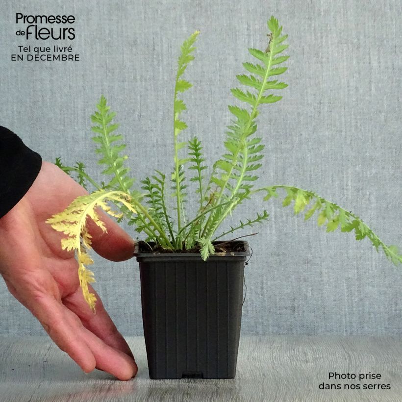 Exemplar von Achillea filipendulina Golden Plate - Hohe Gelbe Schafgarbe Kleine Töpfe von 7/8 cm wie im Winter geliefert