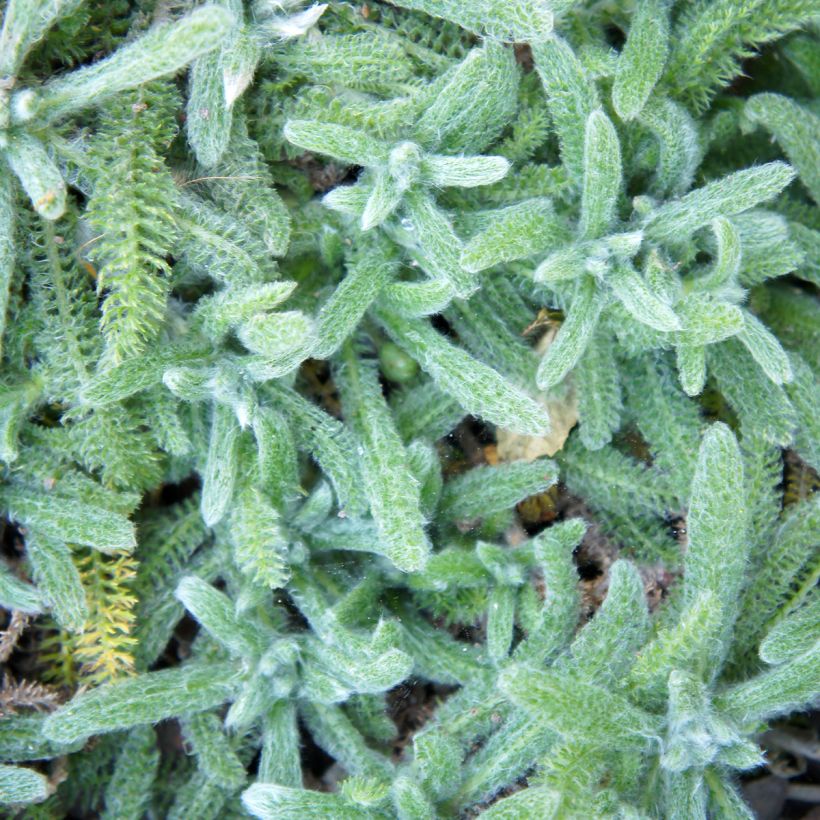 Achillea tomentosa Aurea - Filzige Schafgarbe (Laub)
