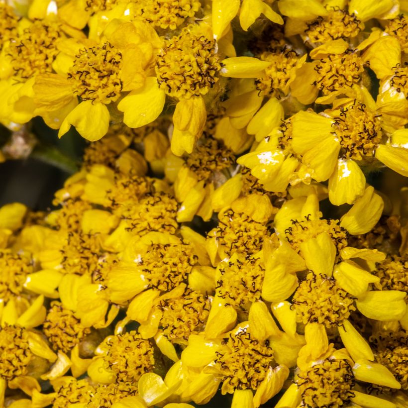 Achillea tomentosa Aurea - Filzige Schafgarbe (Blüte)