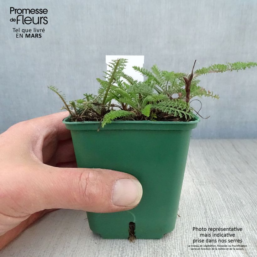 Exemplar von Achillea millefolium Cassis - Gemeine Schafgarbe Kleine Töpfe von 8/9 cm wie im Frühjahr geliefert