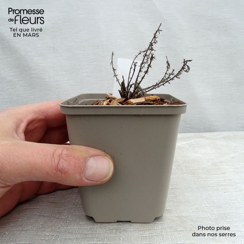 Exemplar von Achillea millefolium Hannelore Pahl - Gemeine Schafgarbe Kleine Töpfe von 8/9 cm wie im Winter geliefert