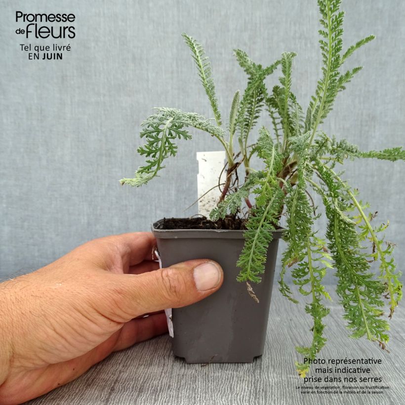 Exemplar von Achillea millefolium Hymne - Gemeine Schafgarbe Kleine Töpfe von 8/9 cm wie im Sommer geliefert