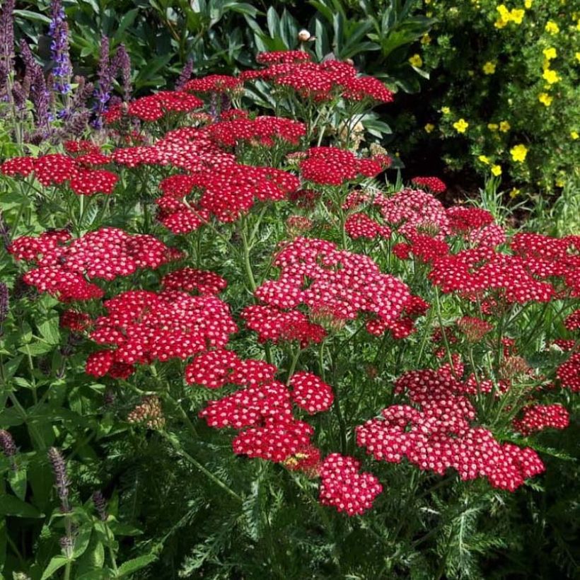 Achillea millefolium Peggy Sue - Gemeine Schafgarbe (Blüte)