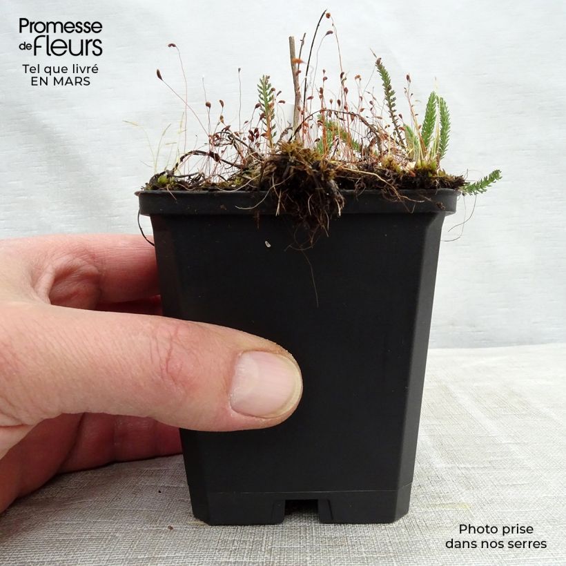 Exemplar von Achillea millefolium Sammetriese - Gemeine Schafgarbe Kleine Töpfe von 8/9 cm wie im Frühjahr geliefert