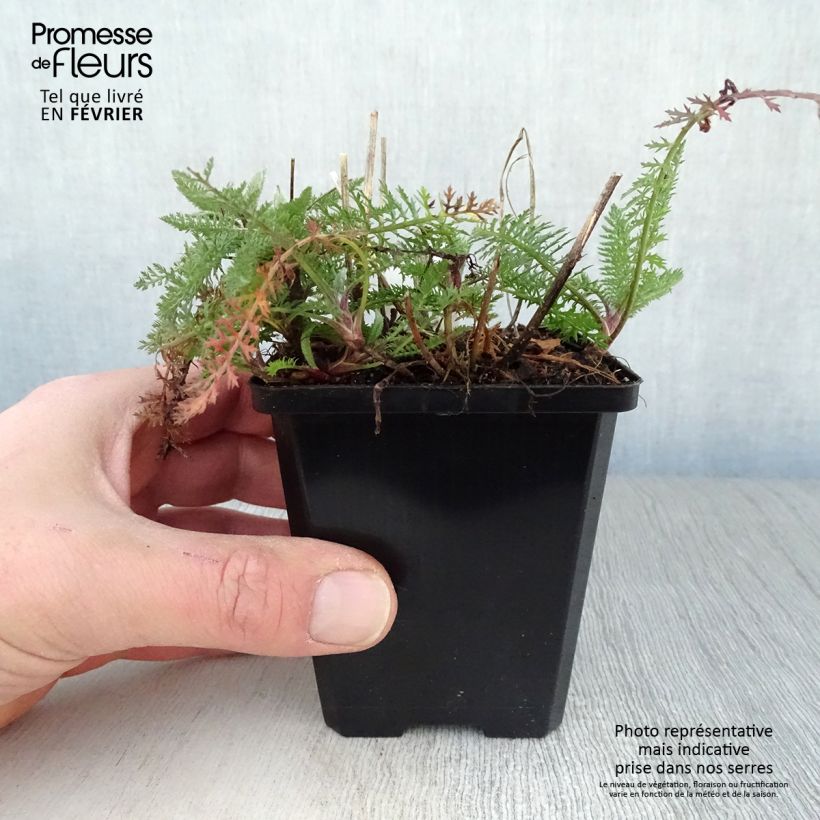 Exemplar von Achillea millefolium Schneetaler - Gemeine Schafgarbe Kleine Töpfe von 8/9 cm wie im Winter geliefert