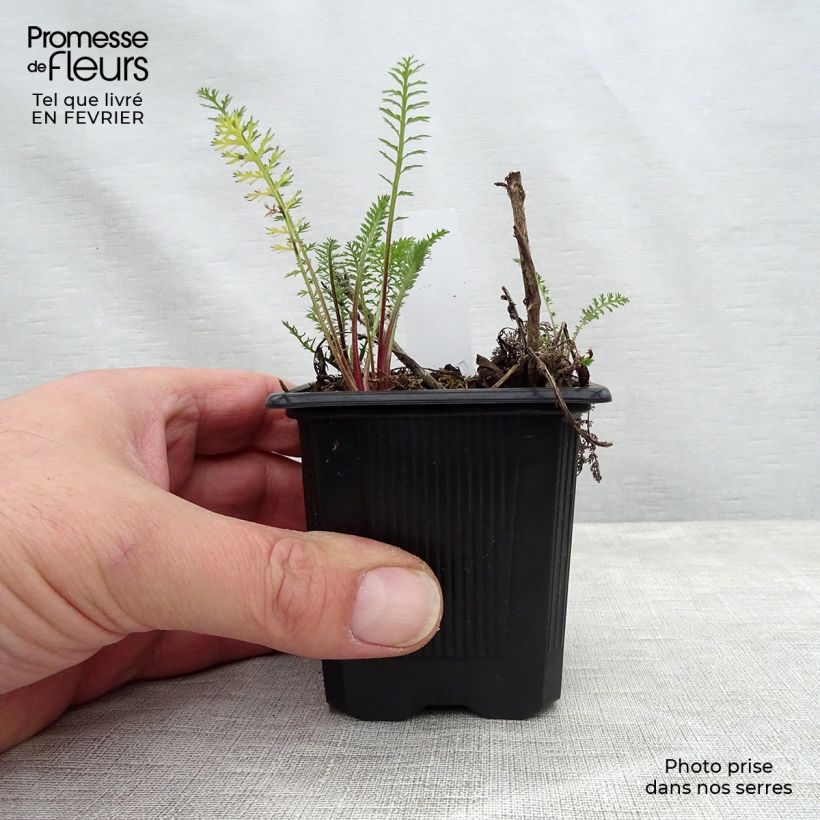 Exemplar von Achillea millefolium Wesersandstein - Gemeine Schafgarbe Kleine Töpfe von 8/9 cm wie im Winter geliefert