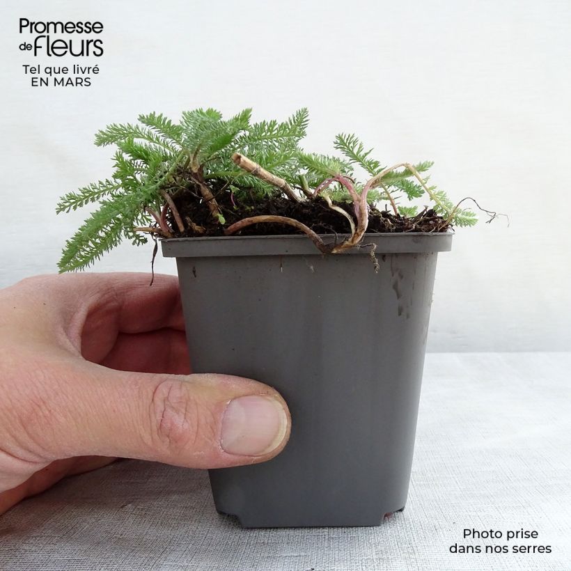 Exemplar von Achillea millefolium White Beauty - Gemeine Schafgarbe Kleine Töpfe von 8/9 cm wie im Frühjahr geliefert