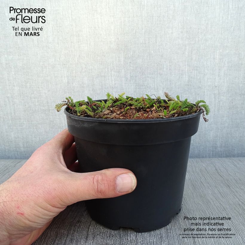 Exemplar von Achillea millefolium White Beauty - Gemeine Schafgarbe Topf mit 2L/3L wie im Winter geliefert