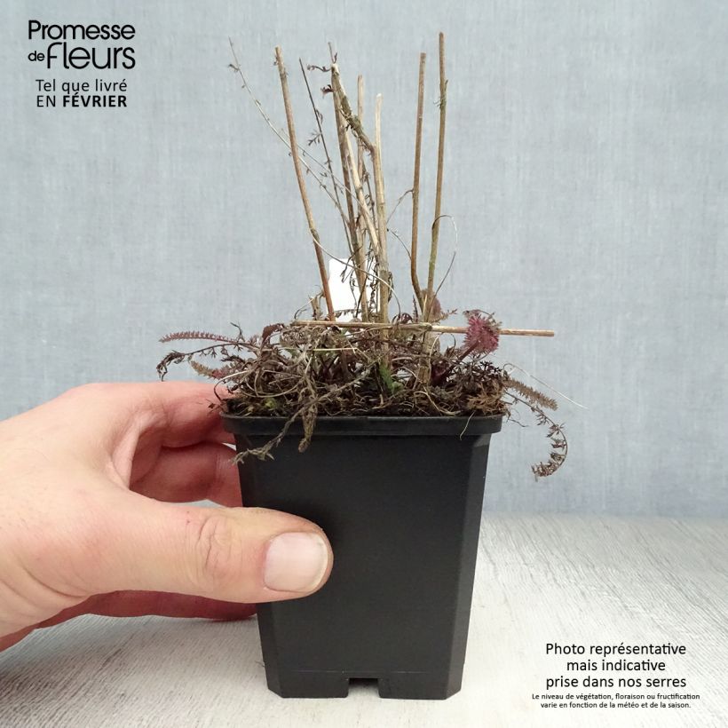 Exemplar von Achillea millefolium Tutti Frutti Apricot Delight - Gemeine Schafgarbe Kleine Töpfe von 8/9 cm wie im Winter geliefert