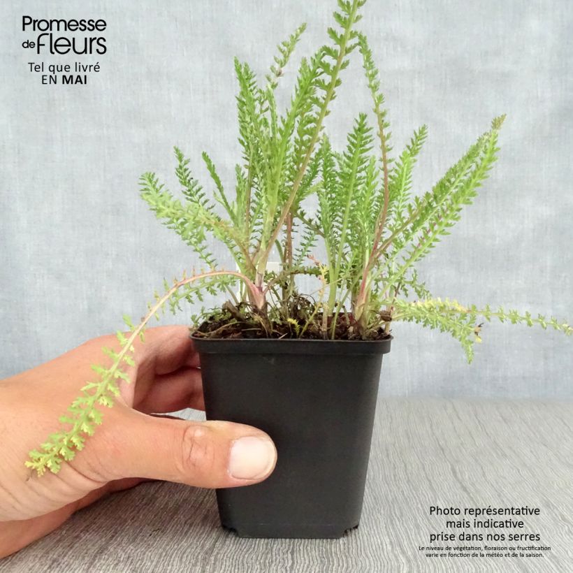 Exemplar von Achillea millefolium Tutti Frutti Apricot Delight - Gemeine Schafgarbe Kleine Töpfe von 8/9 cm wie im Frühjahr geliefert