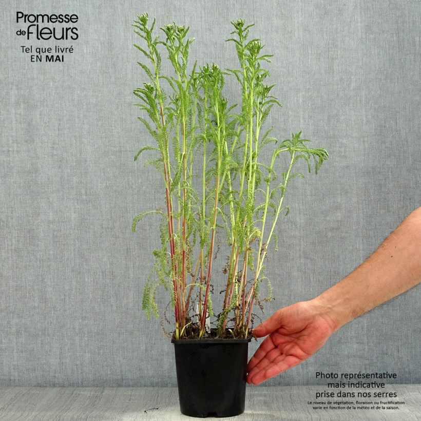 Exemplar von Achillea millefolium Tutti Frutti Apricot Delight - Gemeine Schafgarbe Topf mit 2L/3L wie im Frühjahr geliefert