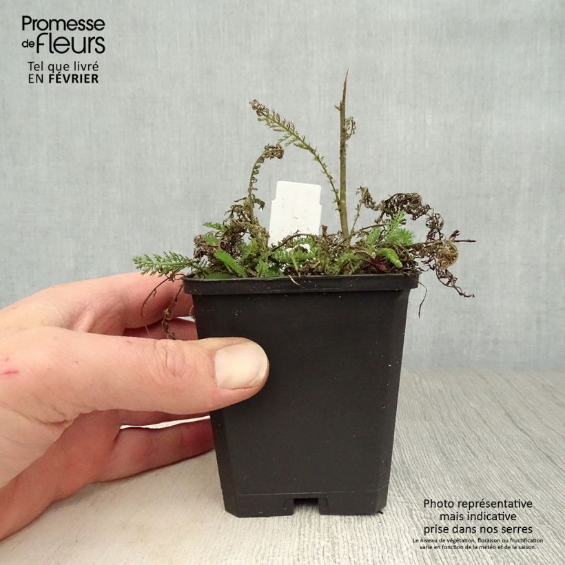 Exemplar von Achillea millefolium Apfelblute - Gemeine Schafgarbe Kleine Töpfe von 8/9 cm wie im Winter geliefert