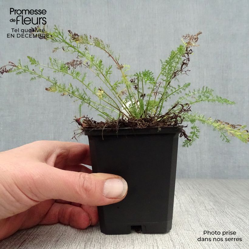 Exemplar von Achillea millefolium Cerise Queen - Gemeine Schafgarbe Kleine Töpfe von 8/9 cm wie im Winter geliefert