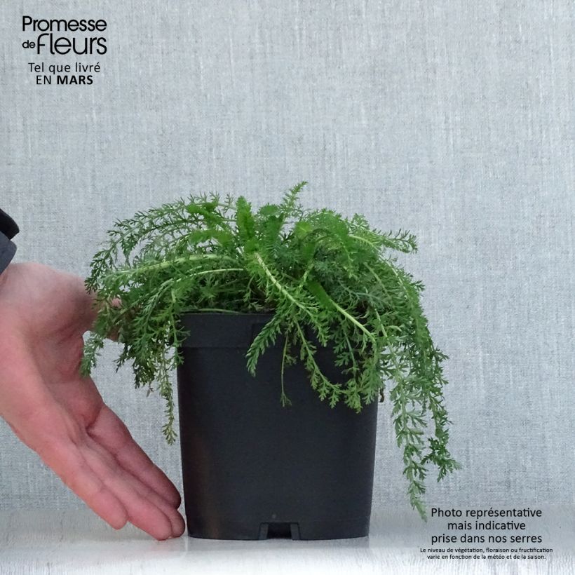 Exemplar von Achillea millefolium Cerise Queen - Gemeine Schafgarbe Topf mit 2L/3L wie im Frühjahr geliefert