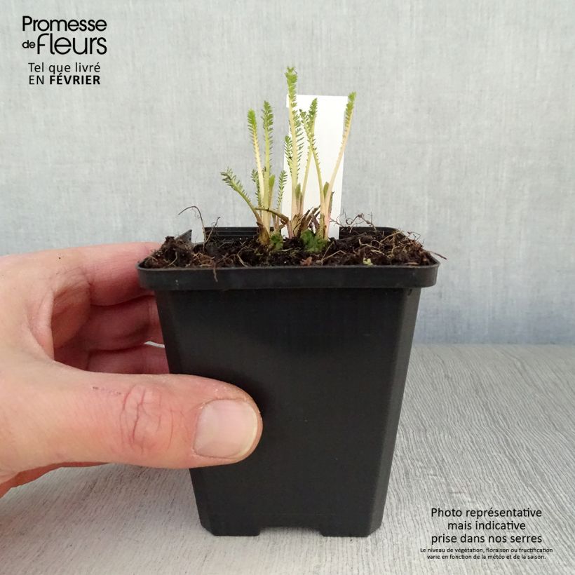 Exemplar von Achillea millefolium Feuerland - Gemeine Schafgarbe Kleine Töpfe von 8/9 cm wie im Winter geliefert