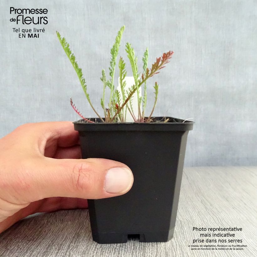 Exemplar von Achillea millefolium Feuerland - Gemeine Schafgarbe Kleine Töpfe von 8/9 cm wie im Frühjahr geliefert