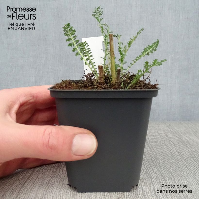 Exemplar von Achillea millefolium Heinrich Vogeler - Gemeine Schafgarbe Kleine Töpfe von 8/9 cm wie im Winter geliefert