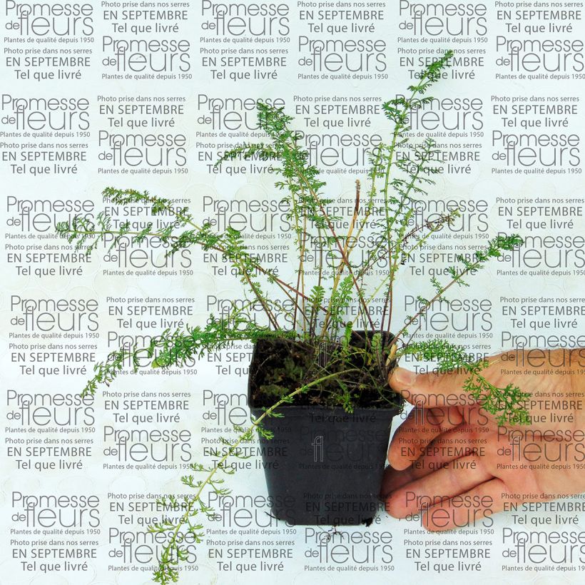 Beispiel eines Exemplars von Achillea millefolium Jacqueline - Gemeine Schafgarbe Kleine Töpfe von 8/9 cm wie geliefert