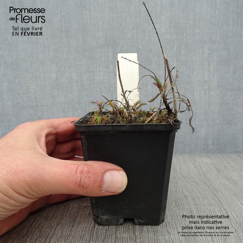 Exemplar von Achillea millefolium Lilac Beauty - Gemeine Schafgarbe Kleine Töpfe von 8/9 cm wie im Winter geliefert