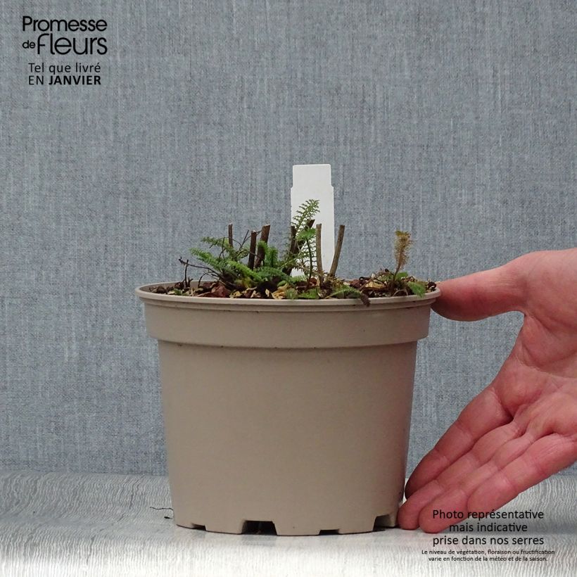 Exemplar von Achillea millefolium Lilac Beauty - Gemeine Schafgarbe Topf mit 2L/3L wie im Winter geliefert