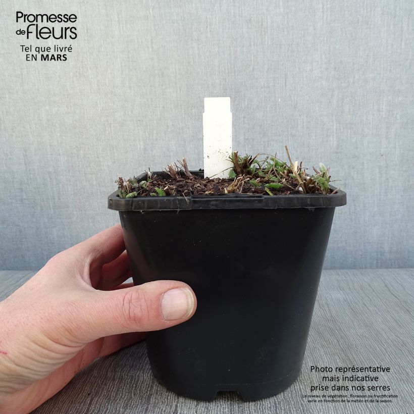 Exemplar von Achillea millefolium New Vintage Violet - Gemeine Schafgarbe Topf mit 2L/3L wie im Winter geliefert