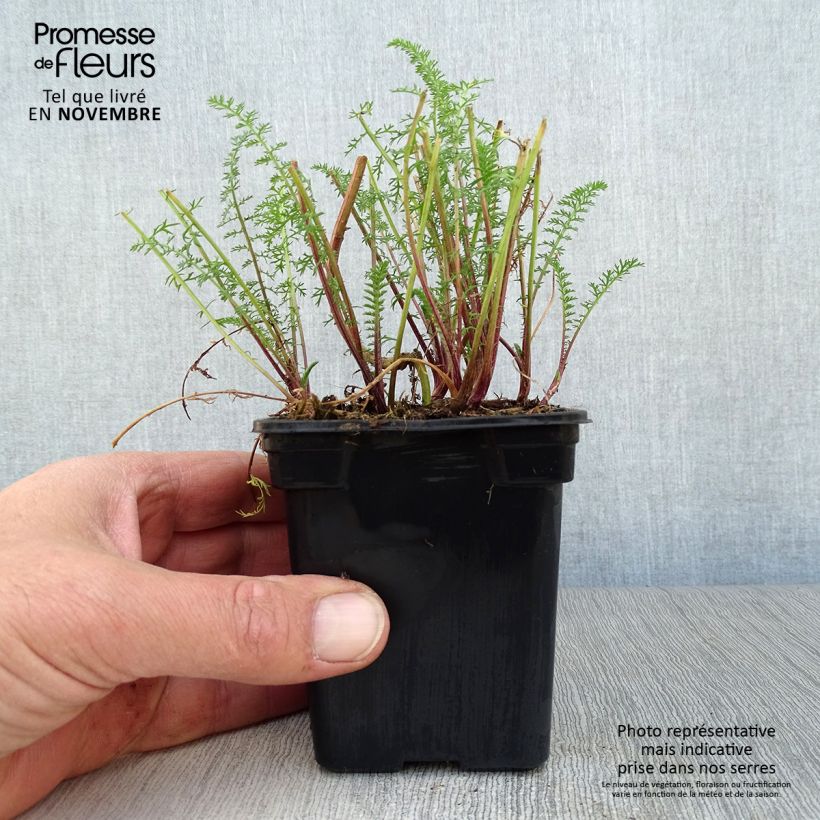 Exemplar von Achillea millefolium Paprika - Gemeine Schafgarbe Kleine Töpfe von 7/8 cm wie im Herbst geliefert
