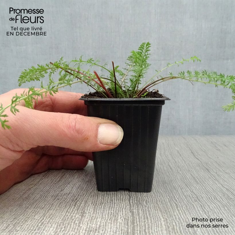 Exemplar von Achillea millefolium Paprika - Gemeine Schafgarbe Kleine Töpfe von 7/8 cm wie im Winter geliefert