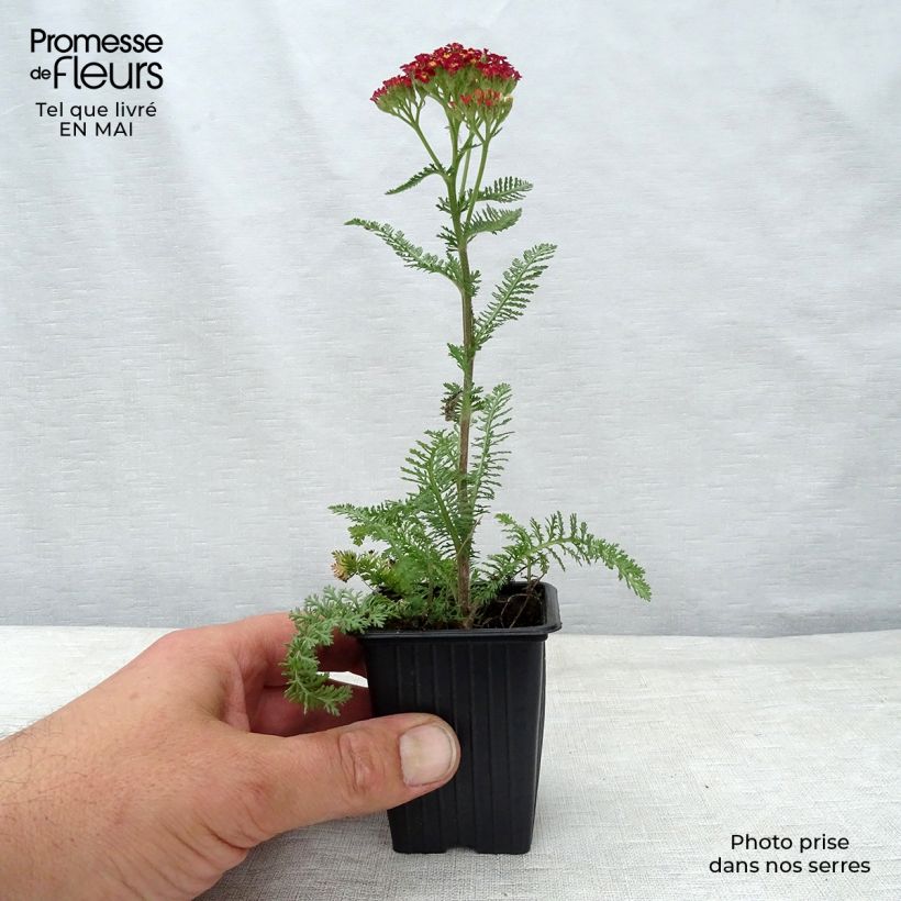 Exemplar von Achillea millefolium Paprika - Gemeine Schafgarbe Kleine Töpfe von 7/8 cm wie im Frühjahr geliefert