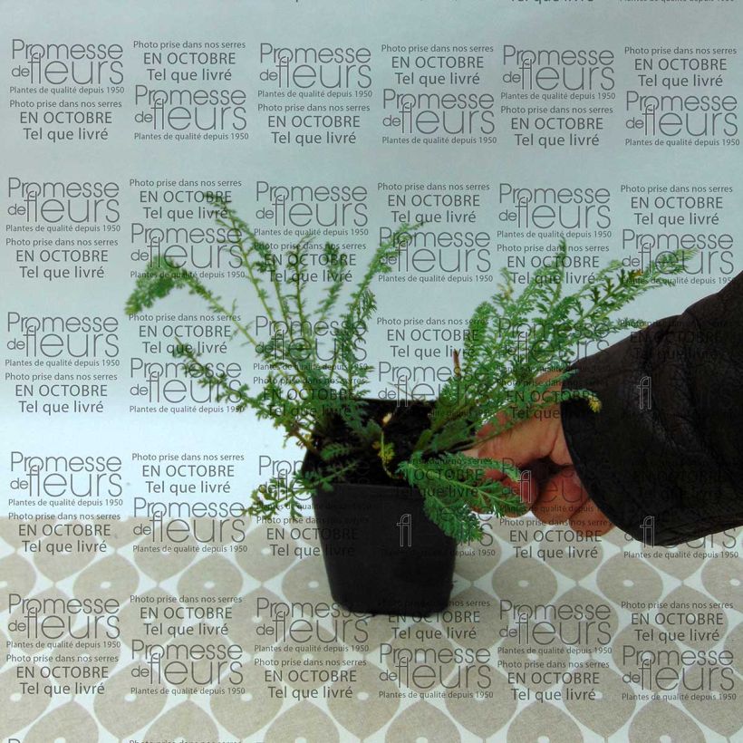 Beispiel eines Exemplars von Achillea millefolium Pretty Woman - Gemeine Schafgarbe Kleine Töpfe von 8/9 cm wie geliefert