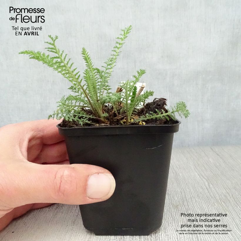 Exemplar von Achillea millefolium Red Velvet - Gemeine Schafgarbe Kleine Töpfe von 8/9 cm wie im Frühjahr geliefert