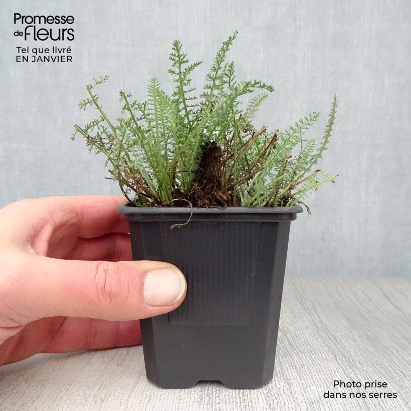 Exemplar von Achillea millefolium Saucy Seduction - Gemeine Schafgarbe Kleine Töpfe von 8/9 cm wie im Winter geliefert